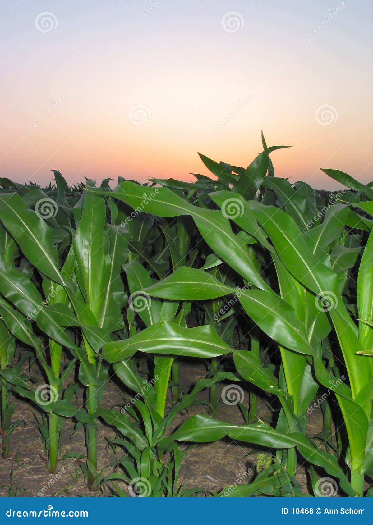 corn during a sunrise Ã¢â¬â 1